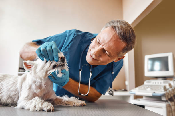 Best Emergency Dental Extractions in Manorville, NY